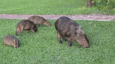 Iberá Wetlands