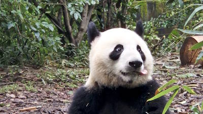 Giant Pandas, Giant Buddha, Sacred Buddha Temple