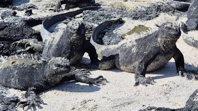About the Galapagos, some background info