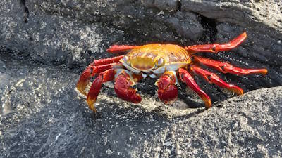 Travel to the Galapagos