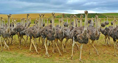 The Southern Coast, Garden Route and Durban