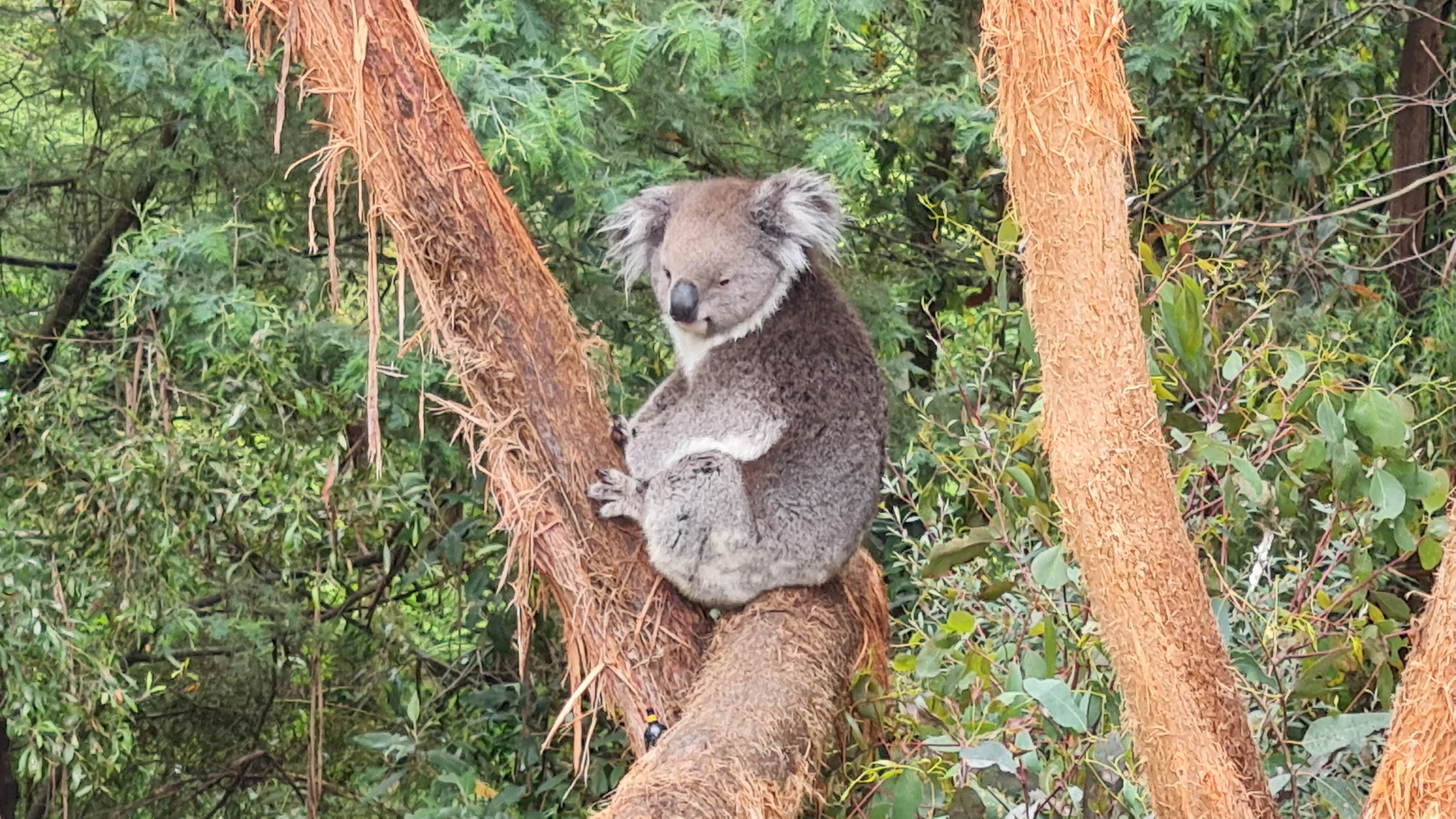 Australia, a country like no other