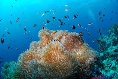 Underwater world in the Red Sea